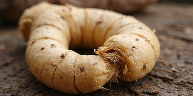 Rădăcină de Ginseng